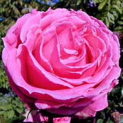 rosa auguste renoir